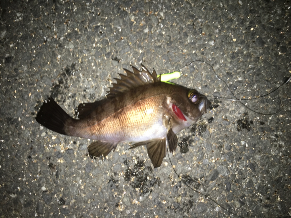三回目 メバル爆釣 根岸湾シーバスチャレンジ 釣れ然なるままに Written By 小泉 貴久