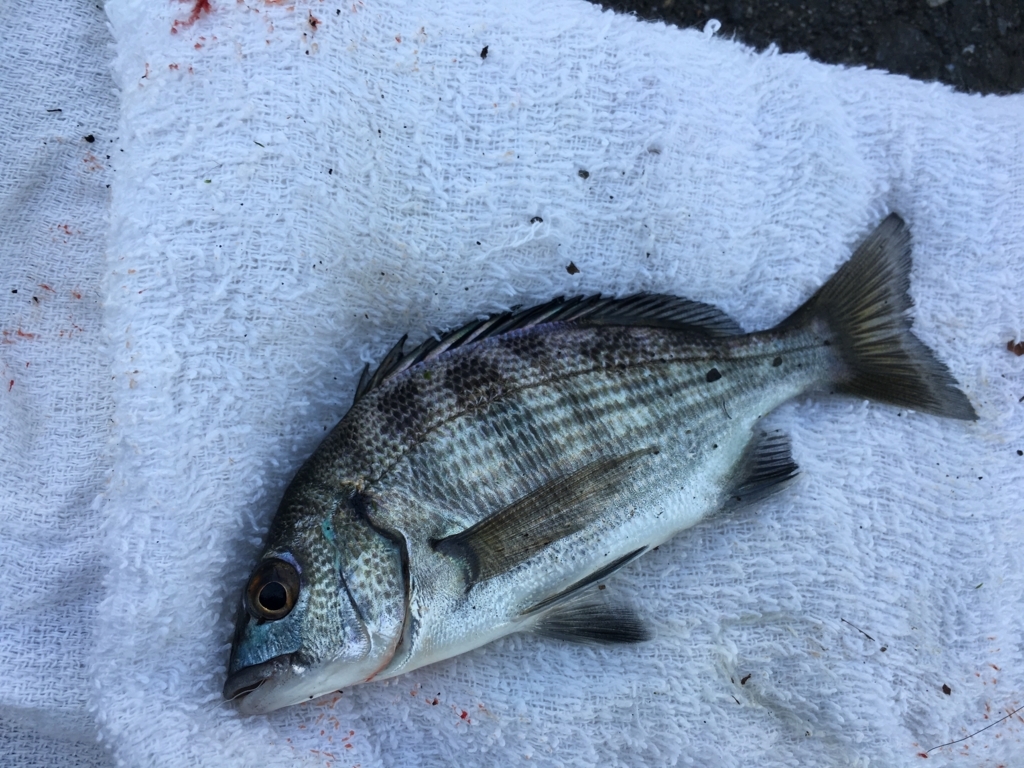 ９月１４日 延べ竿で釣ーリング 釣れ然なるままに Written By 小泉 貴久