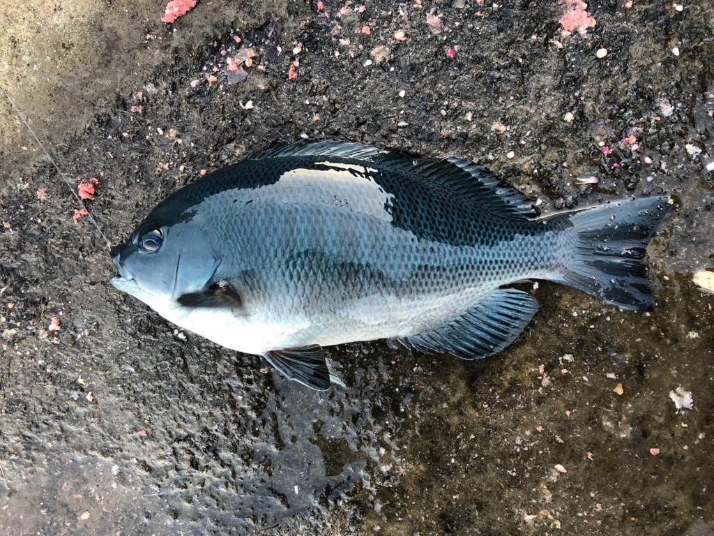 １２月４日 メジナ数釣りin三浦の島 釣れ然なるままに Written By 小泉 貴久