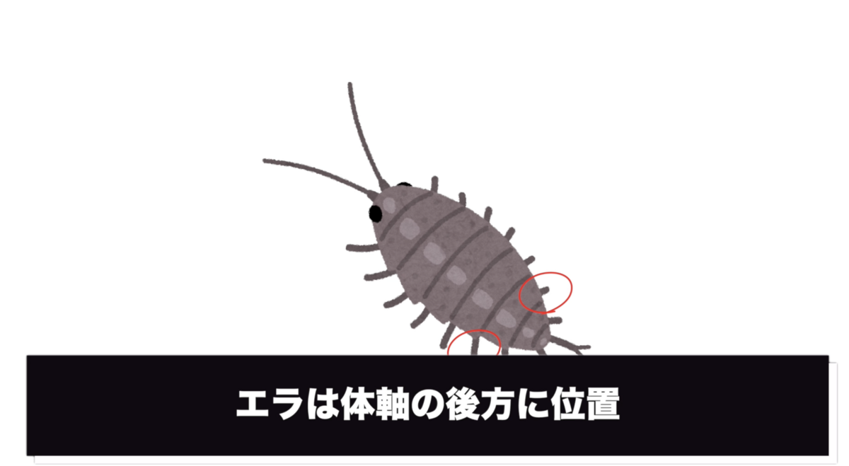 フナムシの生態 - 釣れ然なるままに