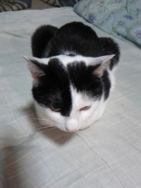 f:id:kyukakunonibuiinu148:20190125093557j:image