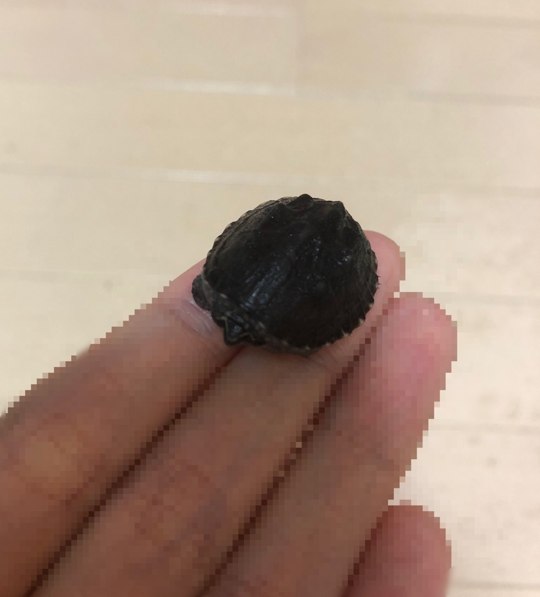 カメ子を飼い始めてから1年半経ったので成長を振り返ってみた 微男微女