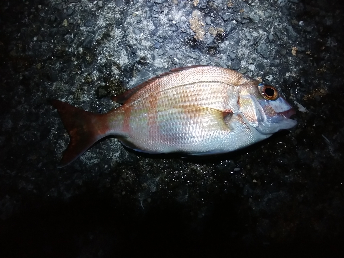 f:id:kyuuriotoko:20200815165237j:plain