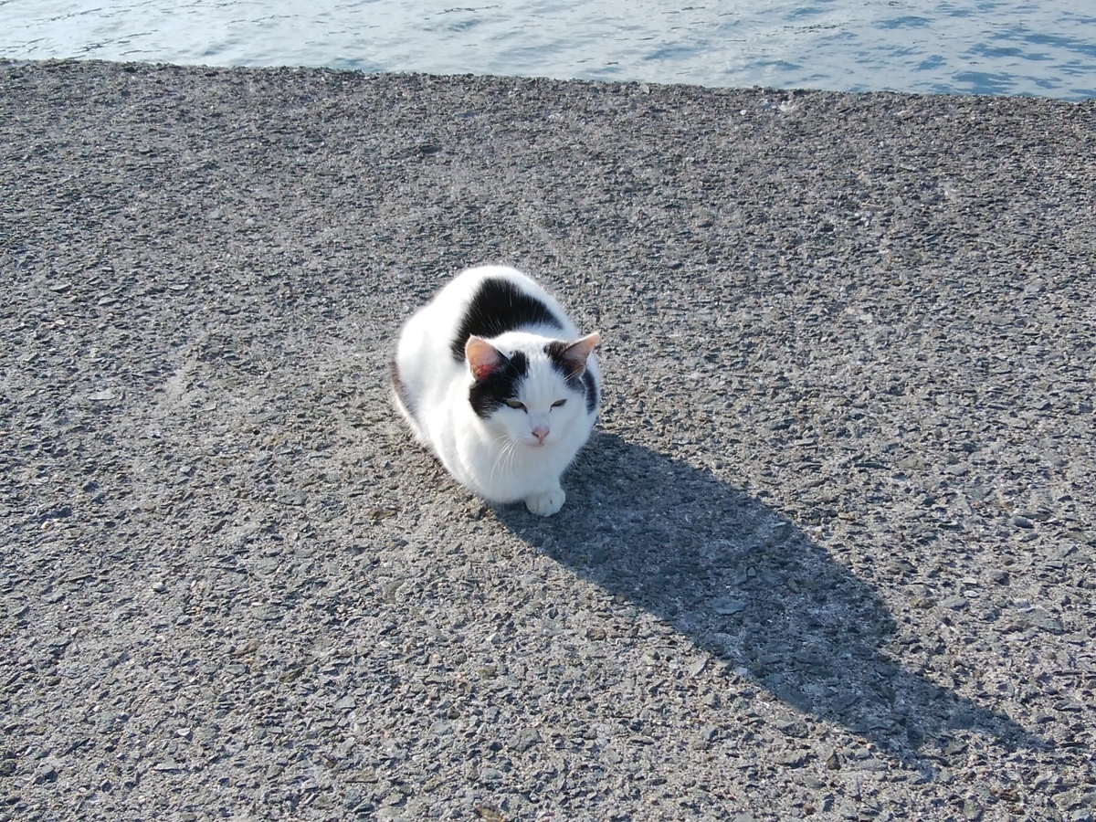 f:id:kyuuriotoko:20201212173810j:plain