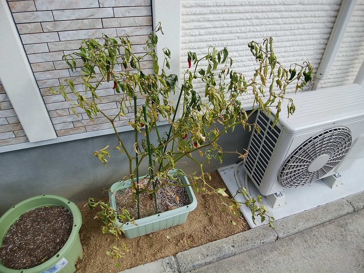f:id:kyuuriotoko:20201219180835j:plain