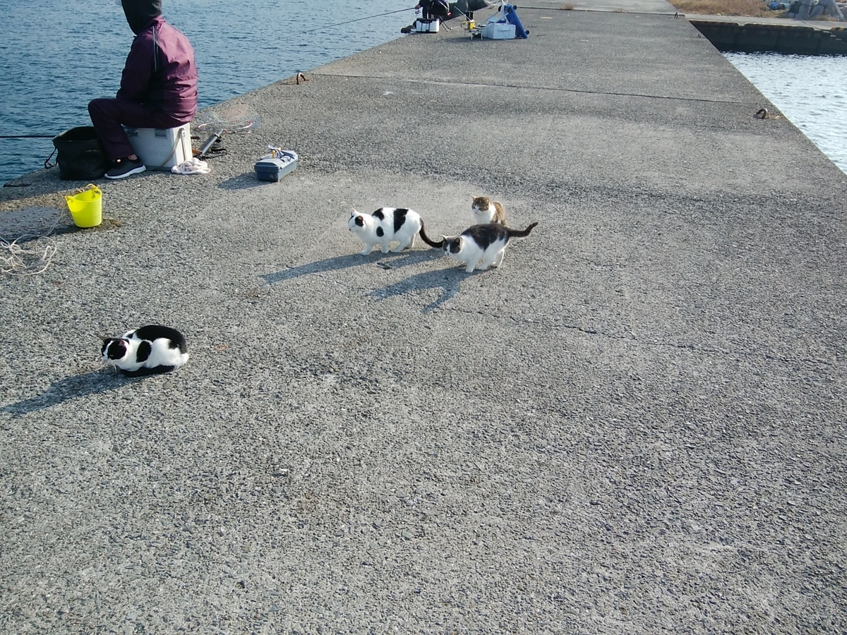 f:id:kyuuriotoko:20201226183602j:plain