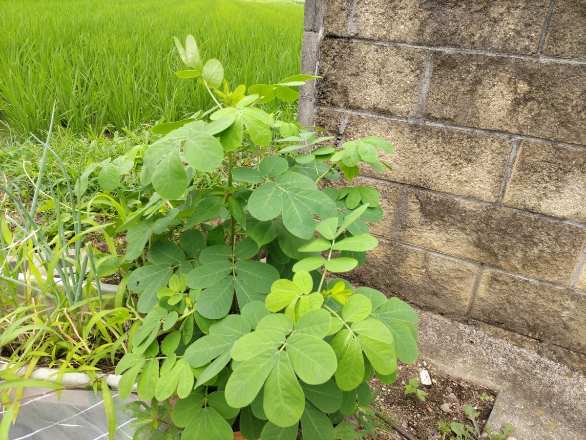 えだまめ成長しています きゅうり男のブログ
