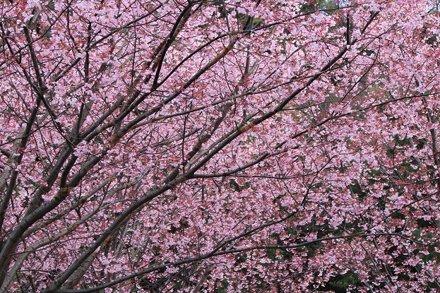 f:id:kz-photo:20200308174159j:plain
