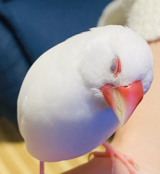 う～ん　考える文鳥