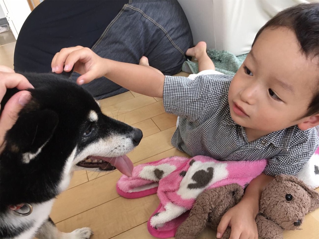 イギリスの諺 わんこと子供の関係 柴犬との生活 湘南ライフ