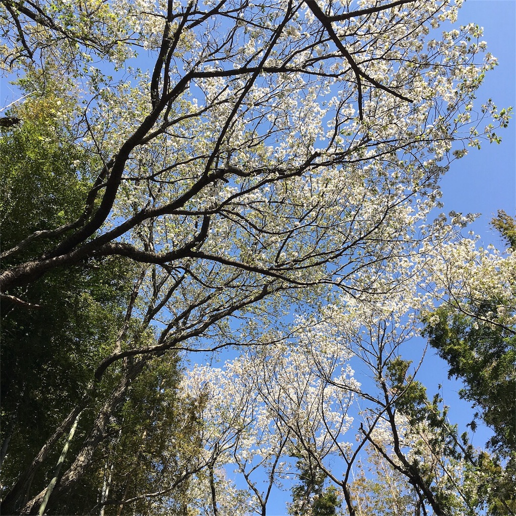 f:id:kzbeethoven:20180331114727j:image