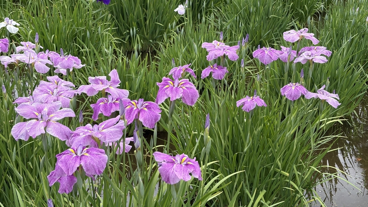 菖蒲 水元公園の菖蒲の花が咲き始めました - kzchangの記録