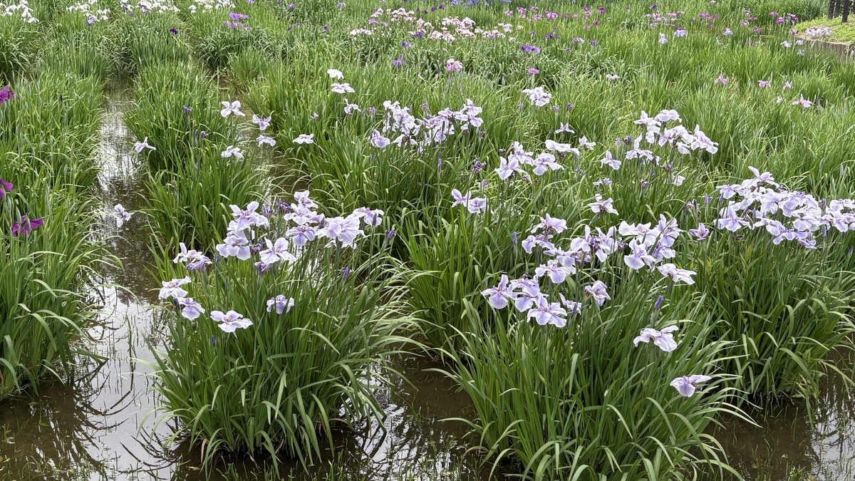 水元公園の菖蒲の花が咲き始めました - kzchangの記録