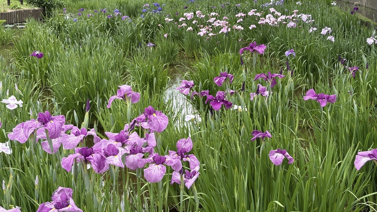 水元公園の菖蒲の花が咲き始めました - kzchangの記録