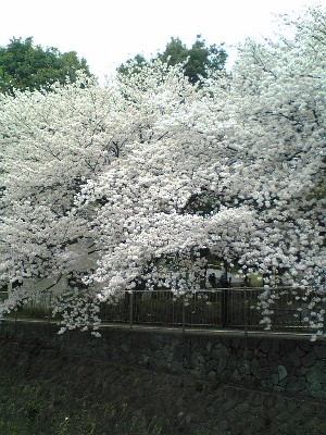 f:id:kzecruel:20080330124400j:image f:id:kzecruel:20080330124400j:image