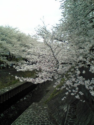 f:id:kzecruel:20080330130700j:image f:id:kzecruel:20080330130700j:image