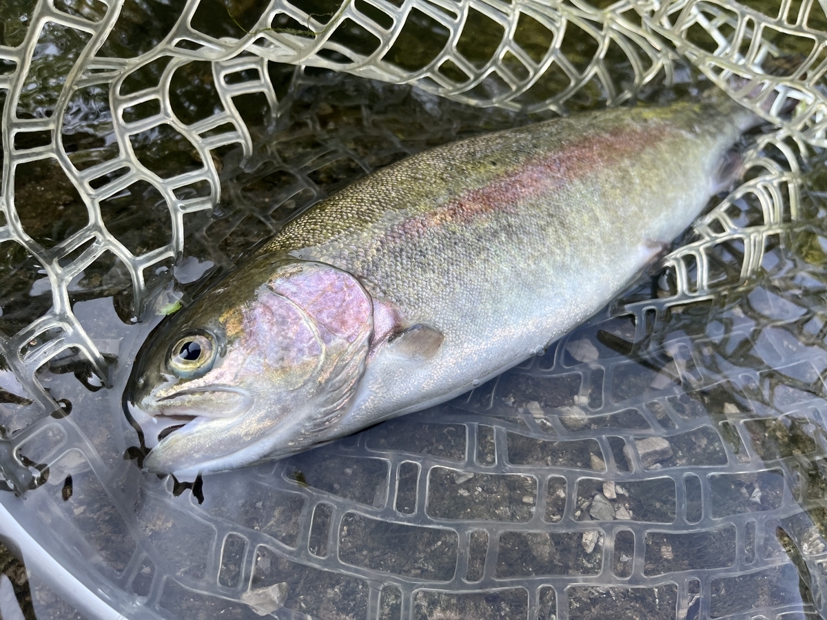 Trout Fishing】次なる獲物はブラウントラウト！ - 釣りと車と日々の備忘録
