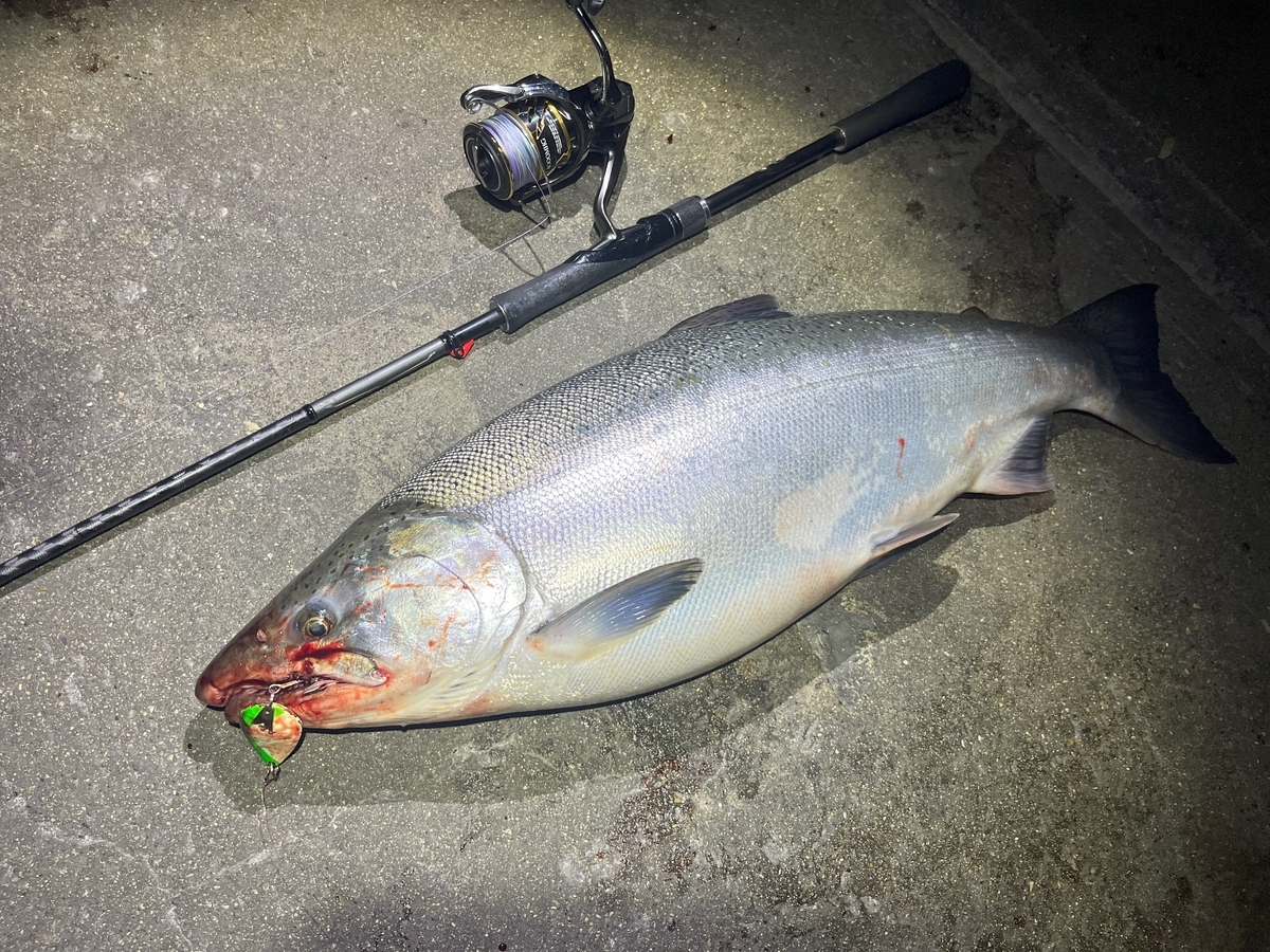 【Salmon釣り】キングとコーホー、ダブルリミット祭りを夢見て ー撃沈編ー 34歳でアメリカに移住したちっぽけな物語