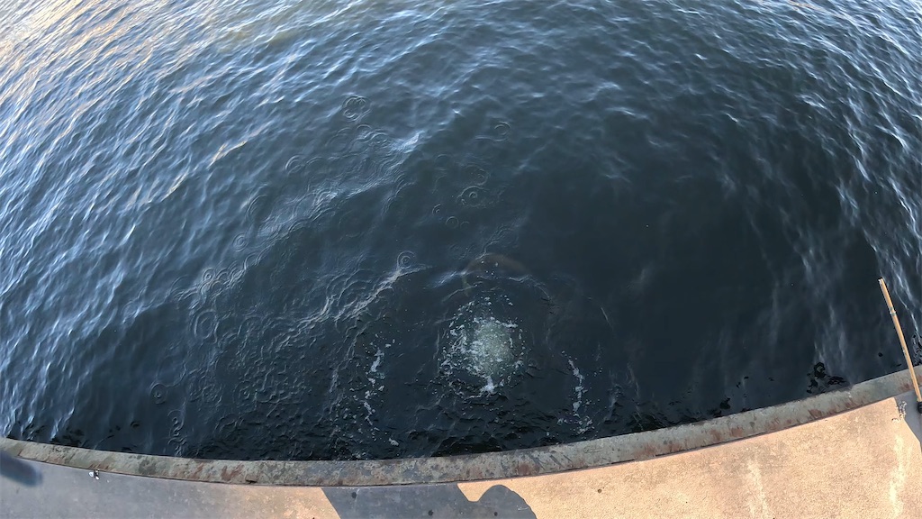 f:id:kzmichigan:20251117120021j:image