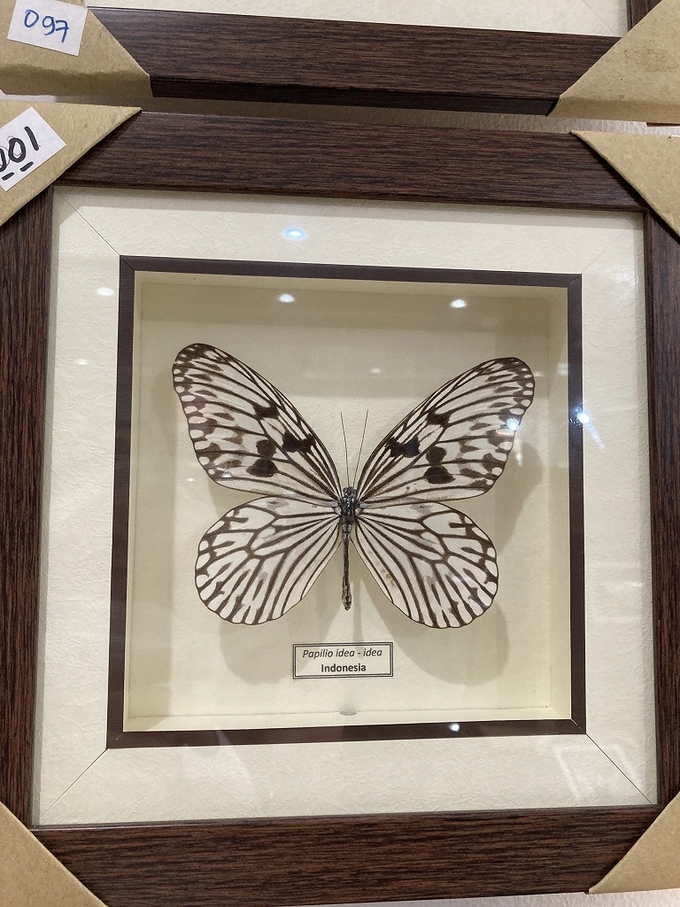 蝶の標本 昆虫キーフォルダー BLOK M にて - ノリオのインドネシア赴任日記