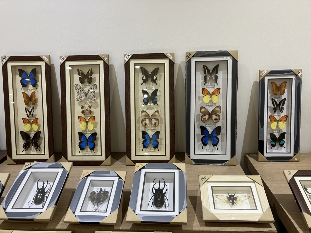 PASARAYA（パサラヤ）のみやげ物店へ蝶の標本を探しに - ノリオの