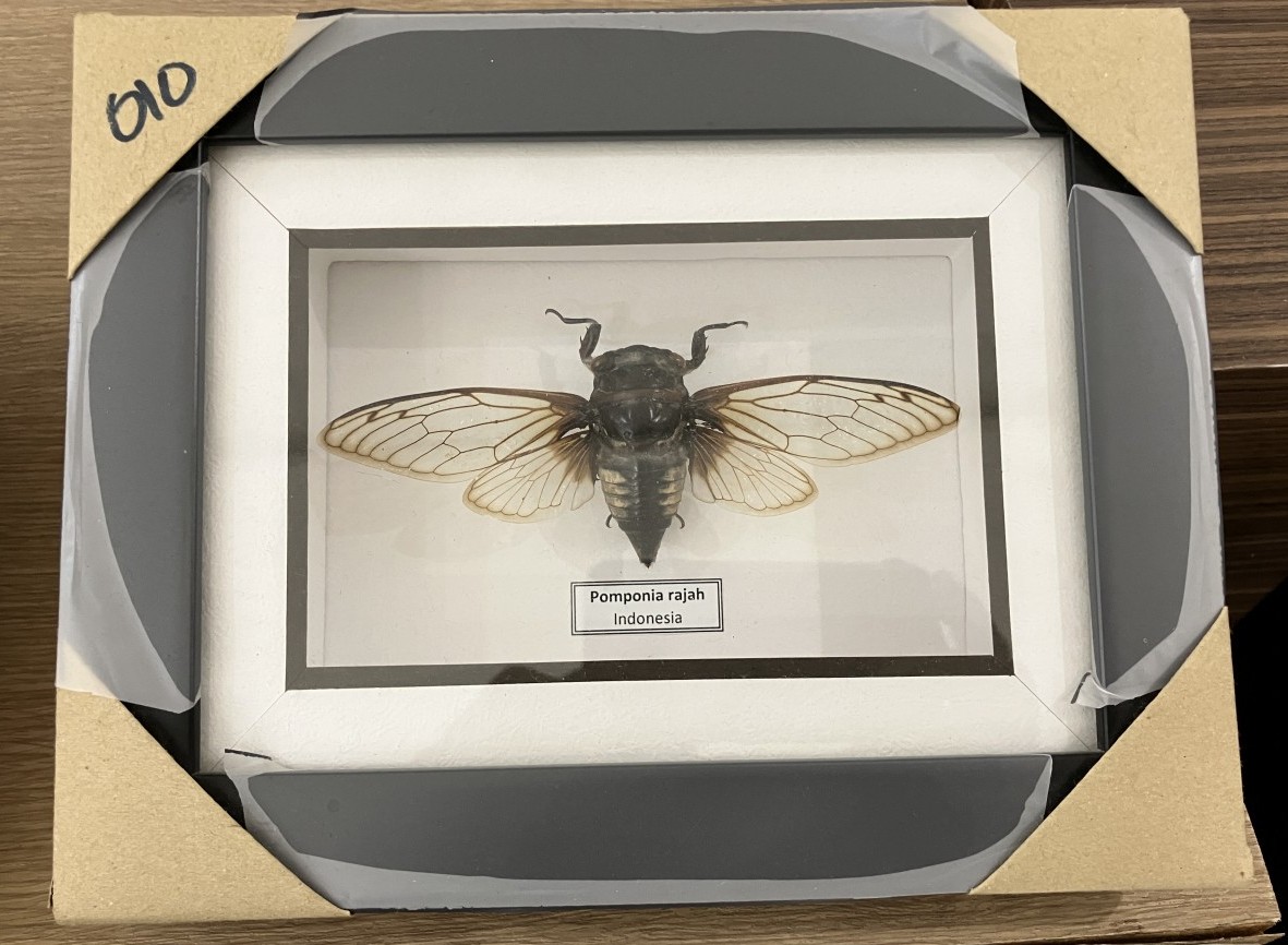 PASARAYA（パサラヤ）のみやげ物店へ蝶の標本を探しに - ノリオの