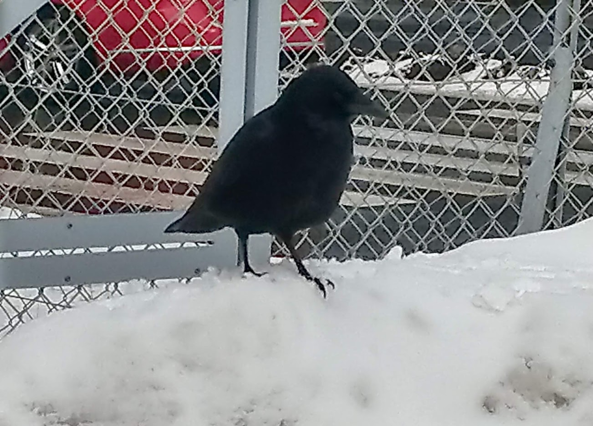 f:id:l-i-t:20210127193040p:plain