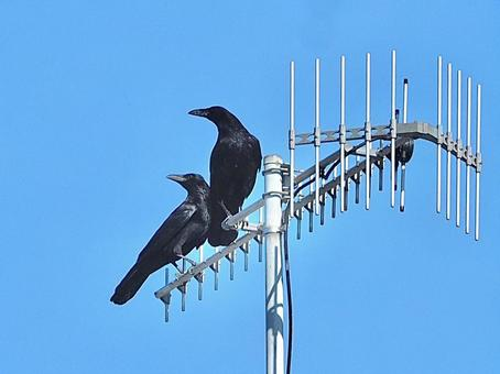 f:id:l-i-t:20210127193151p:plain