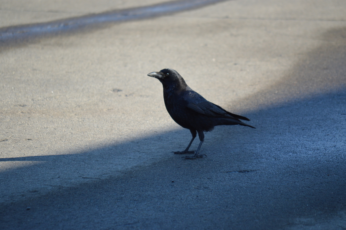 f:id:l-i-t:20210127193421j:plain