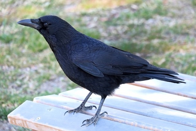 カラスが可愛くて一生見てた ゆたんぽを抱いて寝る