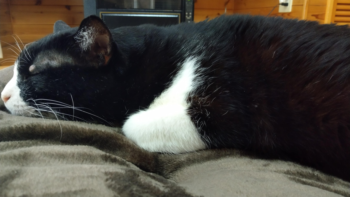 f:id:l-i-t:20210805213532p:plain