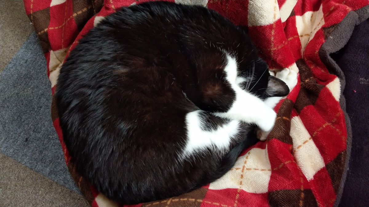 f:id:l-i-t:20210913194832p:plain