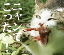 f:id:l-i-t:20211127170903p:plain