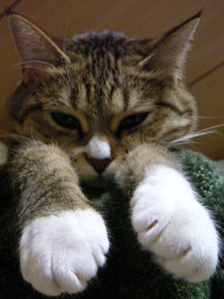 個別 ぽにぽにおててどうぞnya の写真 画像 P Q