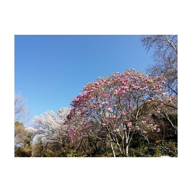f:id:l11alcilco:20220408212457j:image f:id:l11alcilco:20220408212457j:image