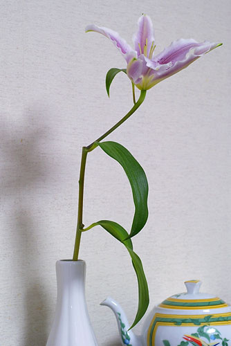 f:id:l_ange_dechu:20061211221744j:image