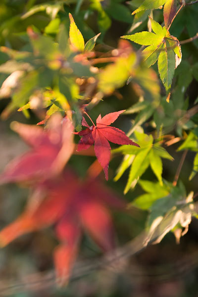 f:id:l_ange_dechu:20071109024302j:image