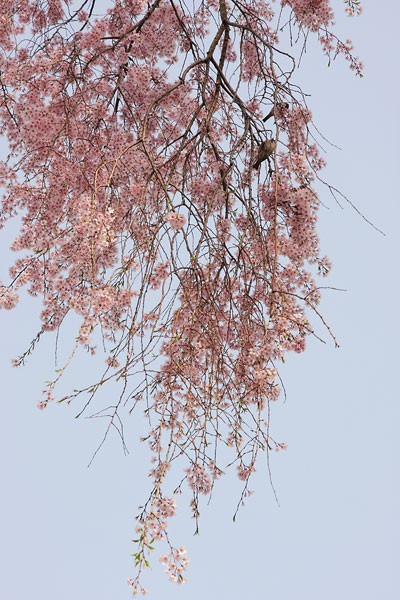 f:id:l_ange_dechu:20080416013558j:image