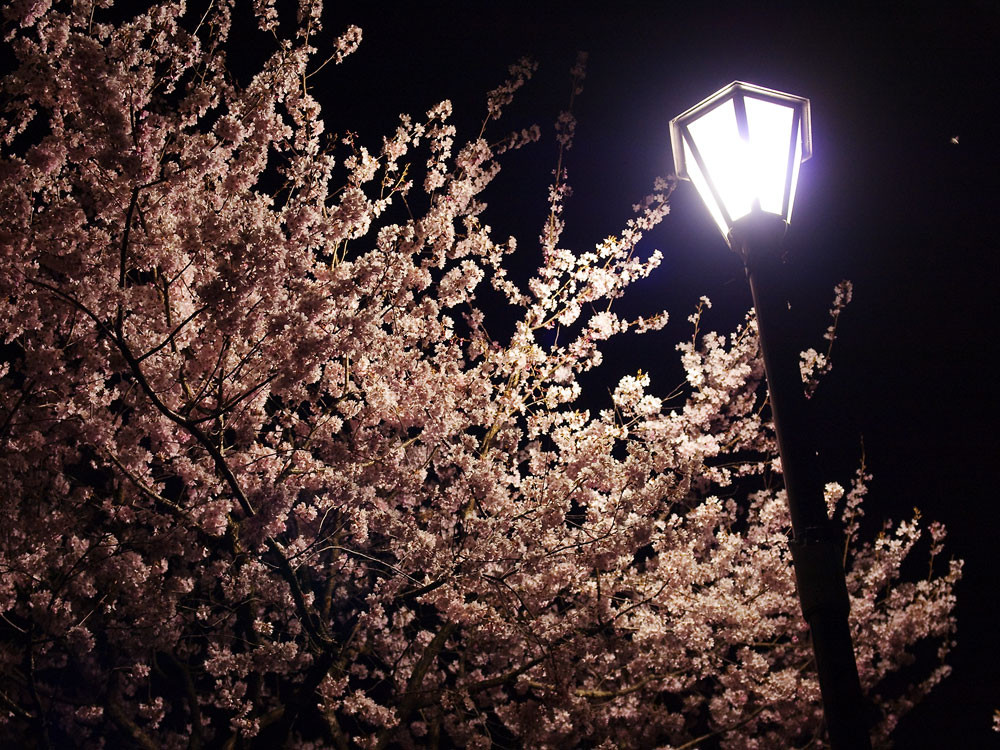 f:id:l_ange_dechu:20100421005204j:image:w600