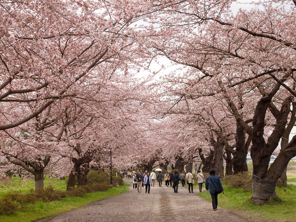 f:id:l_ange_dechu:20100501022557j:image:w600