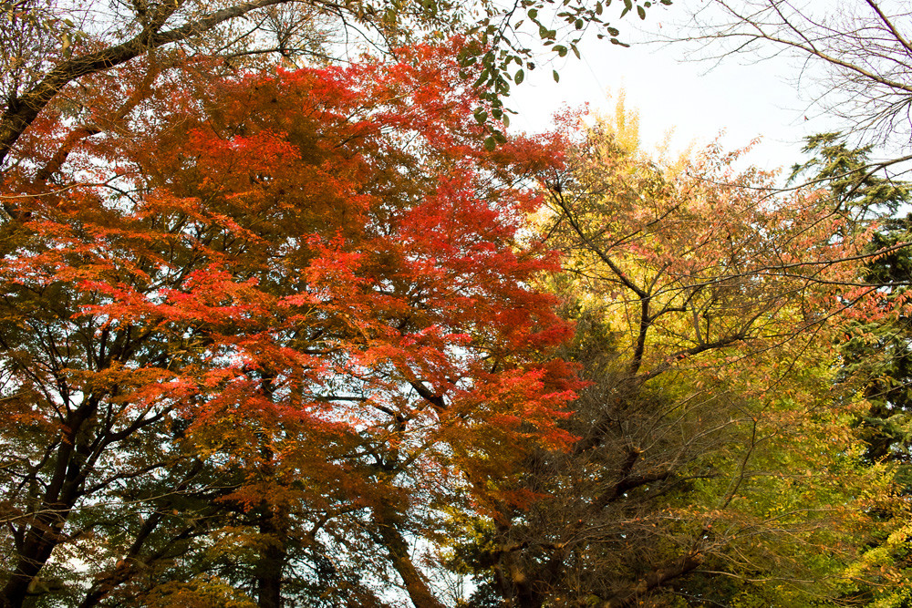 f:id:l_ange_dechu:20111119180139j:image