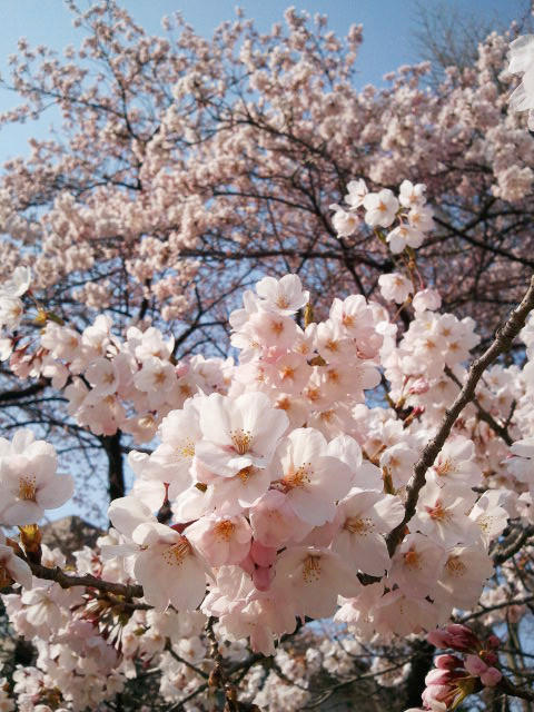 f:id:l_ange_dechu:20120422012757j:image
