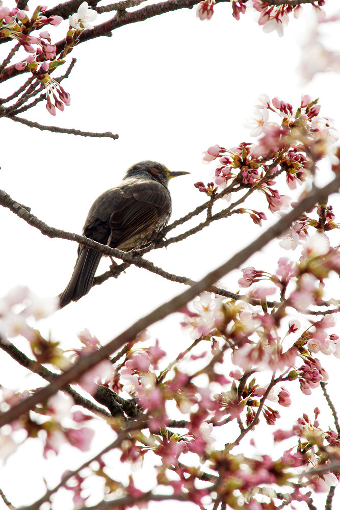 f:id:l_ange_dechu:20120422015034j:image f:id:l_ange_dechu:20120422015034j:image