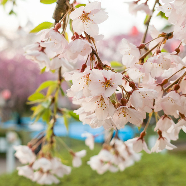 f:id:l_ange_dechu:20120424232506j:image