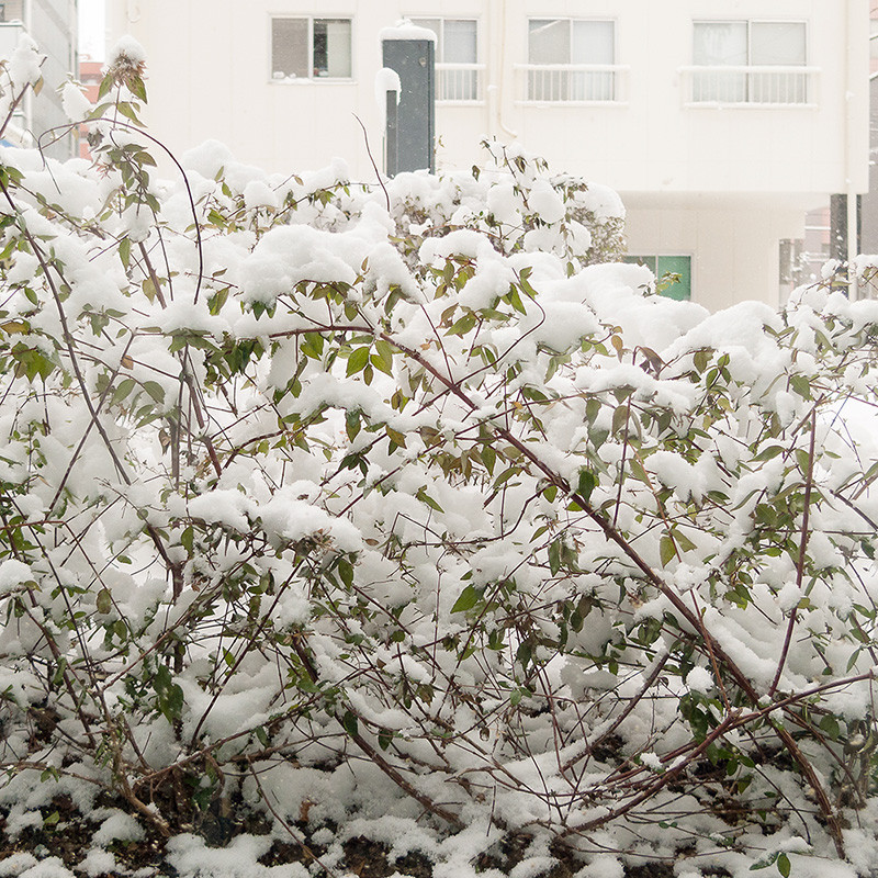 f:id:l_ange_dechu:20130127020702j:image