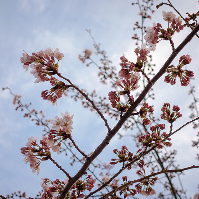 f:id:l_ange_dechu:20160411151530j:image