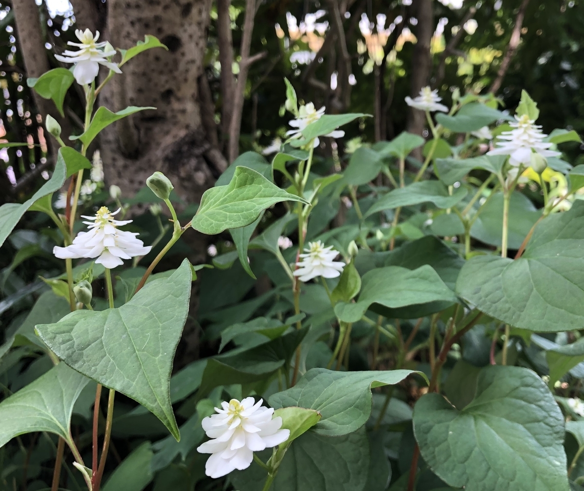 f:id:lab2019papa:20190605070627j:plain