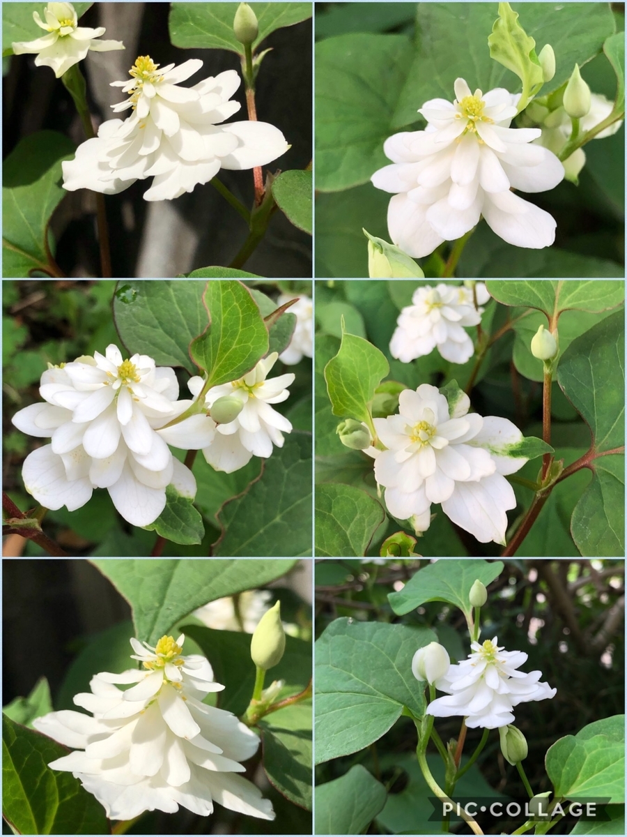 f:id:lab2019papa:20190605070706j:plain