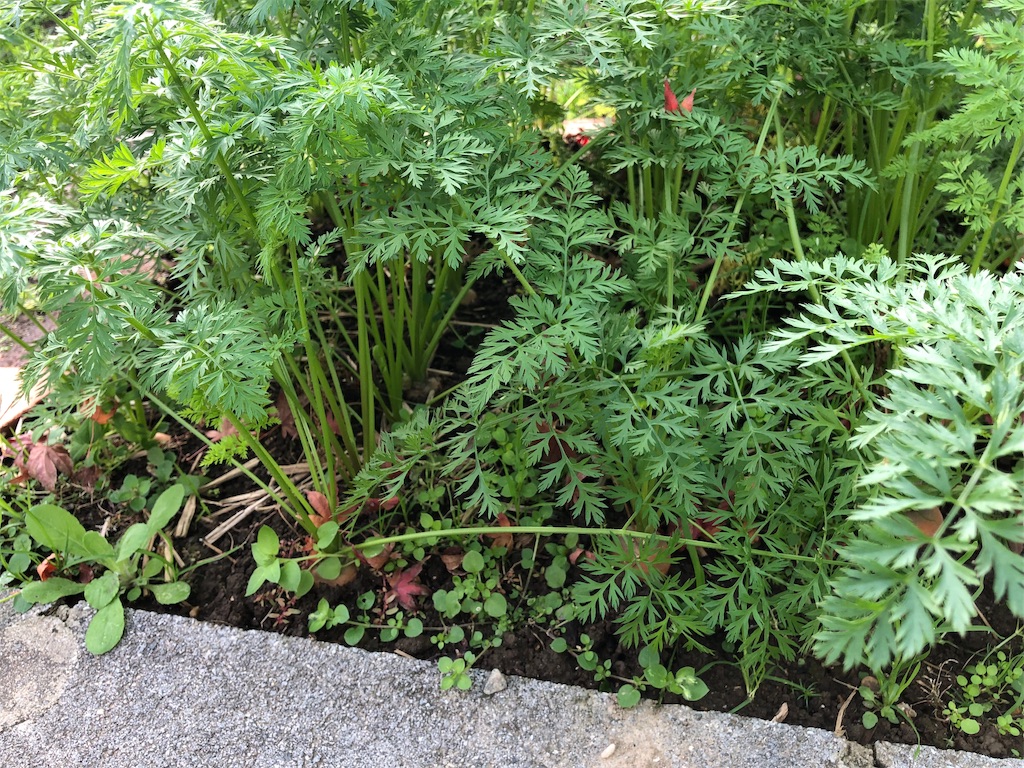 f:id:labo831:20181208145534j:image f:id:labo831:20181208145534j:image