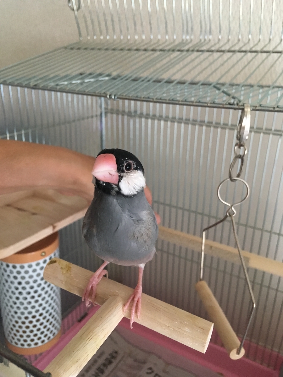 f:id:labuyoshi:20190917150311j:plain